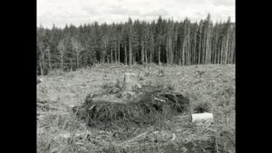 A black and white photograph of a tree stump in a felled forrest