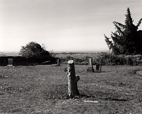landscape with thin tree stump and tree in background