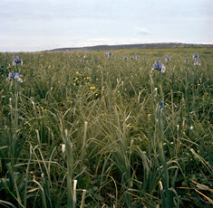 Barrada, grassy field with purple flowers