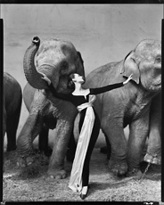 Richard Avedon, Dovima with Elephants