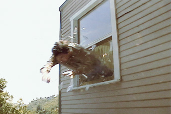 Joe Sola, man jumping out of window of house
