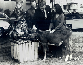 photo of performance by Bonnie Ora Sherk, talking to two men and petting cow