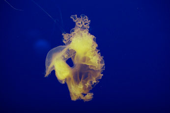 Aurlien Froment, image of jellyfish in water