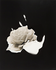 Jay DeFeo, white rose on black 