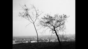 A black and white photograph of two trees silhouetted against a a view of an urban landscape 