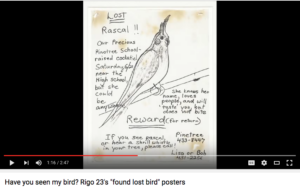 An screen shot of a YouTube video with an image of a poster for a lost bird, with the title, "Have you seen my bird? Rigo 23's 'found lost bird' posters"