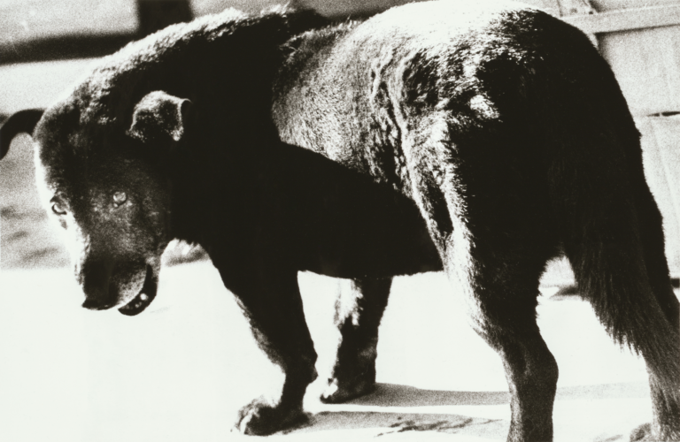 Black and white photograph of a stray dog, Daido Moriyama