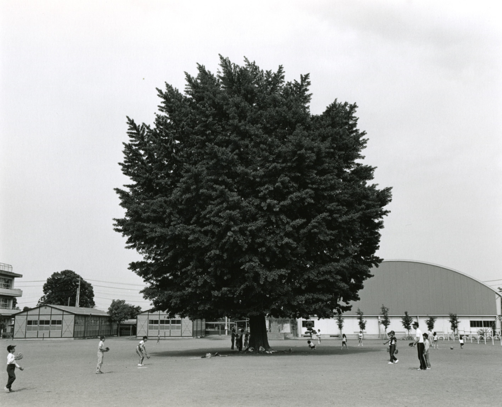 A black and white photograph of a tree, Hatakeyama