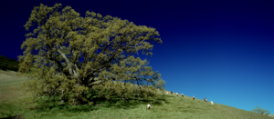 A color photograph of a grassy hill with a tree and a bright blue sky, Parreno