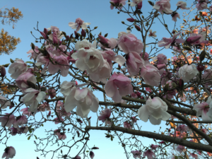 A magnolia tree in Berkeley by Ruth Gebreyesus