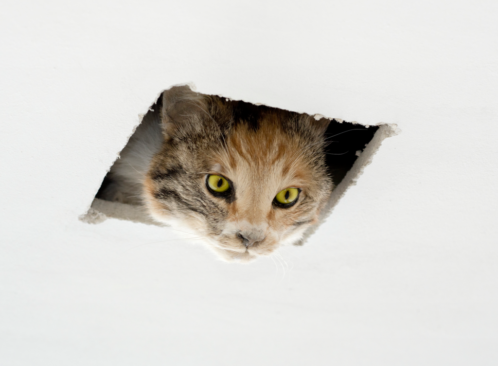 A cat peering out of a hole in a ceiling
