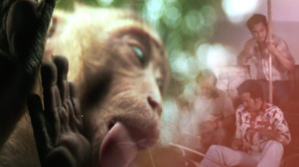 Still Image, monkey and humans
