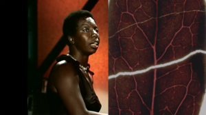 Film still that is a split screen: the left half is woman in a brown blouse and the right half is a close up of a ripped dark red leaf.